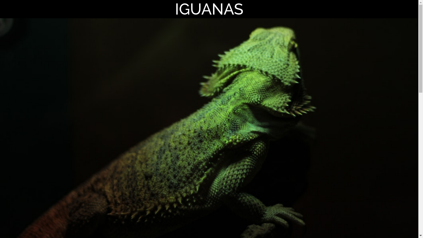 Iguana Page